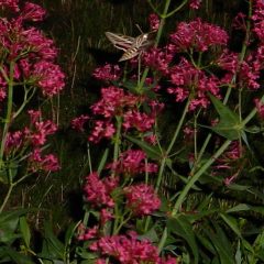 The Extra Challenges with Websites & Domain Names